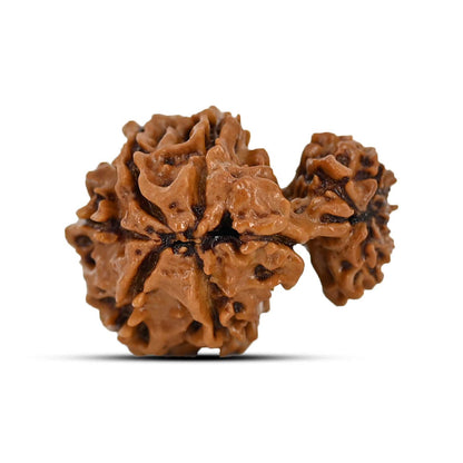 Garbh Gauri Rudraksha Nepal (GJSPC Certfied) 23.87 M.M.