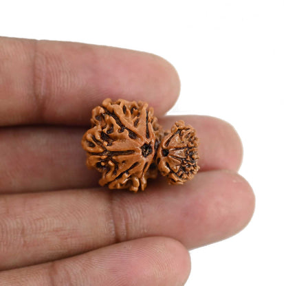 Garbh Gauri Rudraksha Nepal (GJSPC Certfied) 23.87 M.M.