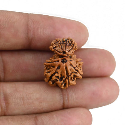 Garbh Gauri Rudraksha Nepal (GJSPC Certfied) 23.87 M.M.