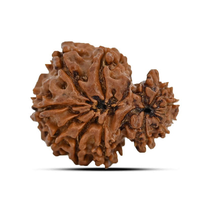 Garbh Gauri Rudraksha Nepal (GJSPC Certfied) 23.62 M.M.