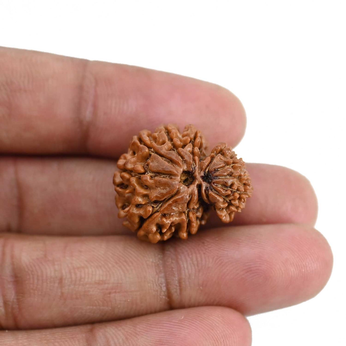 Garbh Gauri Rudraksha Nepal (GJSPC Certfied) 23.62 M.M.