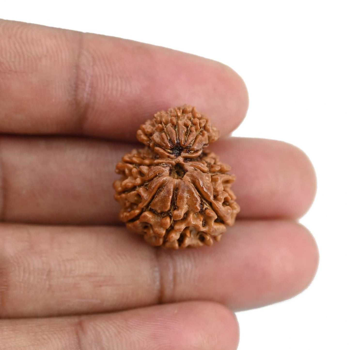 Garbh Gauri Rudraksha Nepal (GJSPC Certfied) 23.62 M.M.