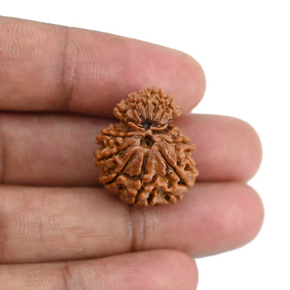 Garbh Gauri Rudraksha Nepal (GJSPC Certfied) 23.62 M.M.