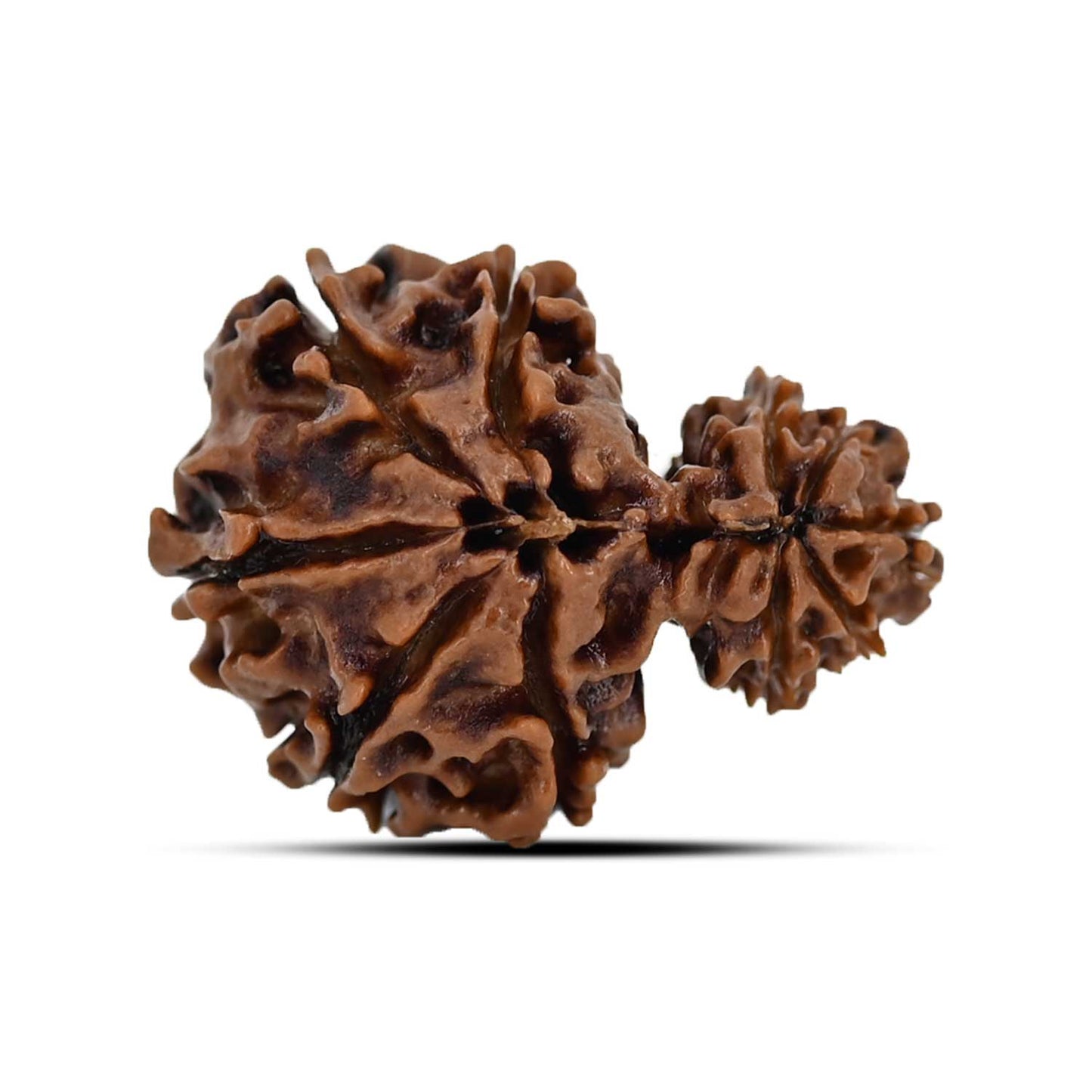 Garbh Gauri Rudraksha Nepal (GJSPC Certfied) 27.07 M.M.