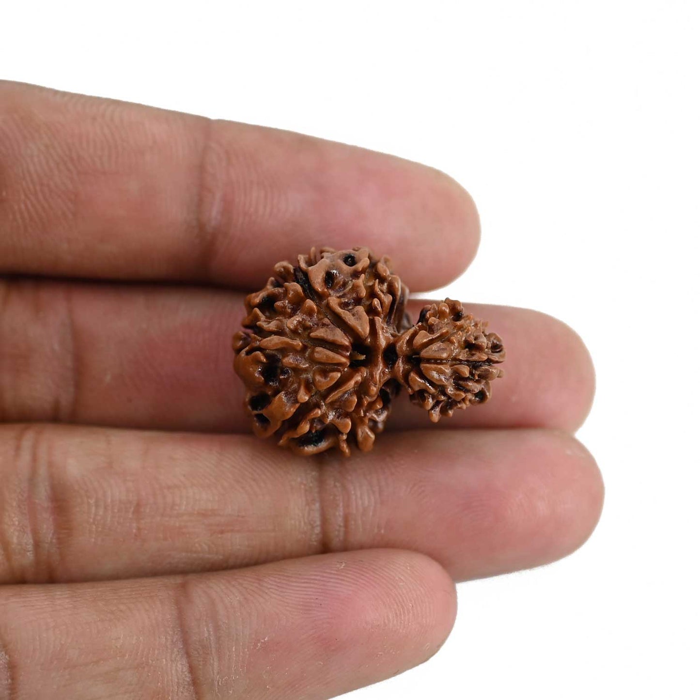 Garbh Gauri Rudraksha Nepal (GJSPC Certfied) 27.07 M.M.