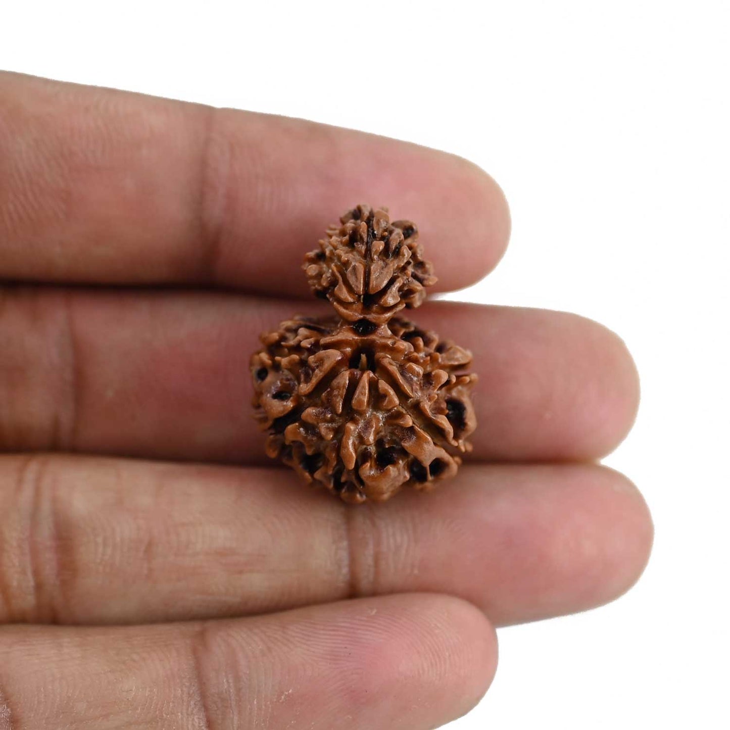 Garbh Gauri Rudraksha Nepal (GJSPC Certfied) 27.07 M.M.