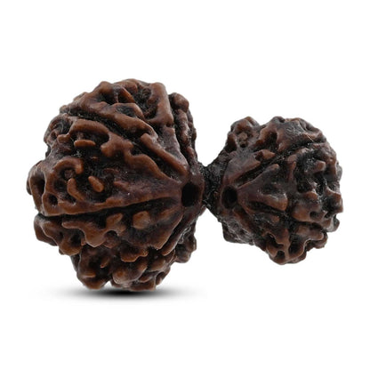 7 Mukhi Garbh Gauri Rudraksha (Nepal) 26.16 M.M.