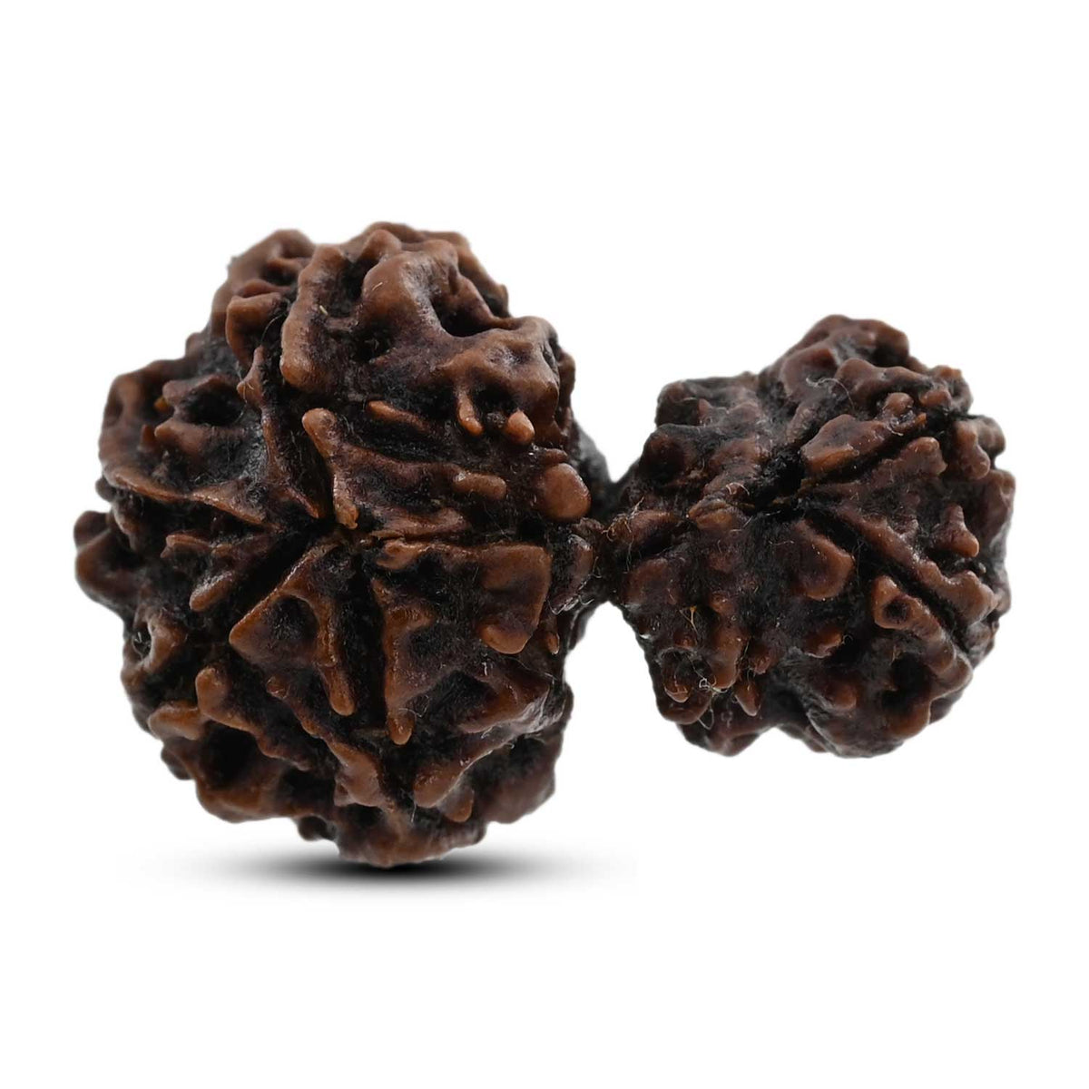 7 Mukhi Garbh Gauri Rudraksha (Nepal) 26.16 M.M.