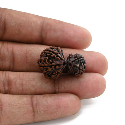7 Mukhi Garbh Gauri Rudraksha (Nepal) 26.16 M.M.