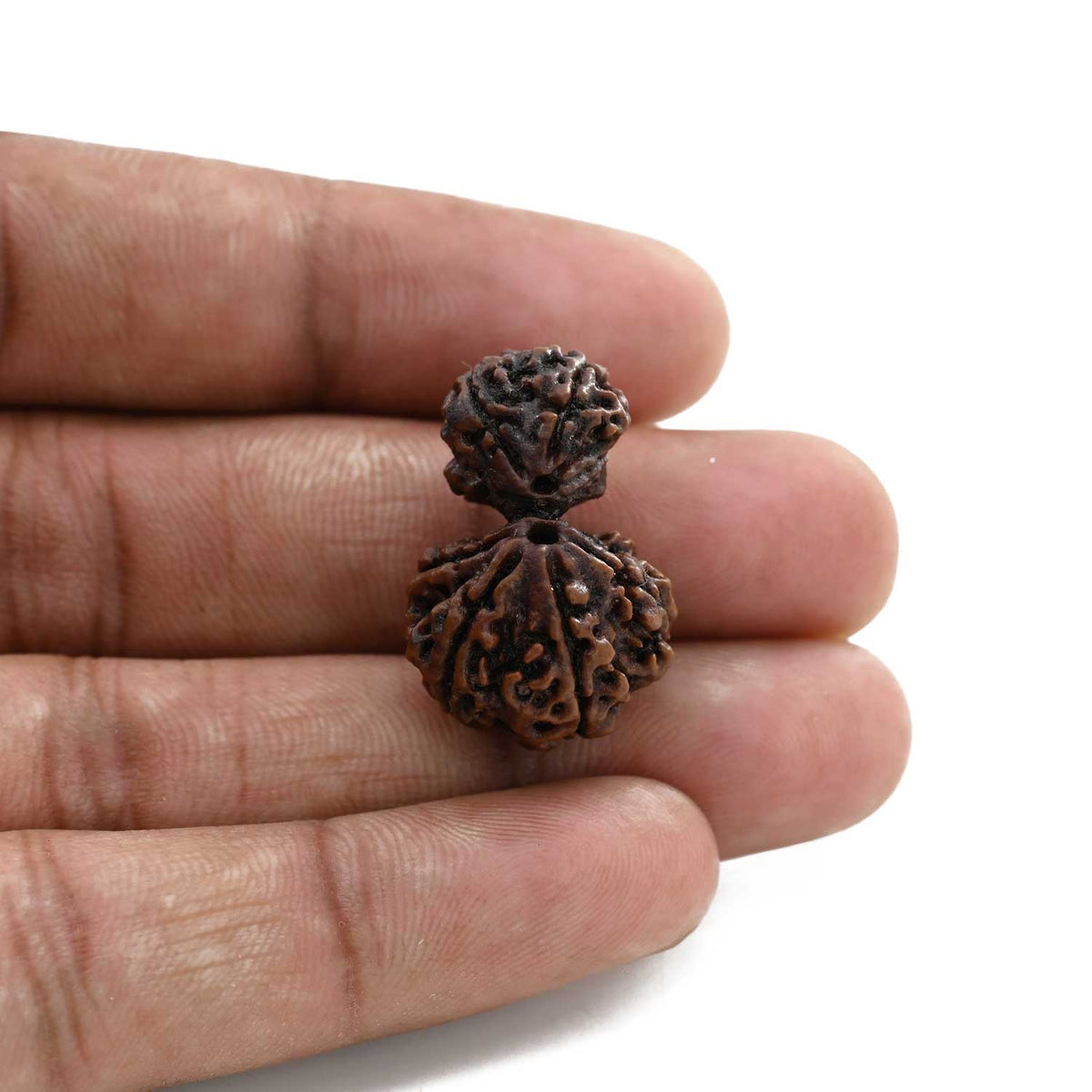 7 Mukhi Garbh Gauri Rudraksha (Nepal) 26.16 M.M.