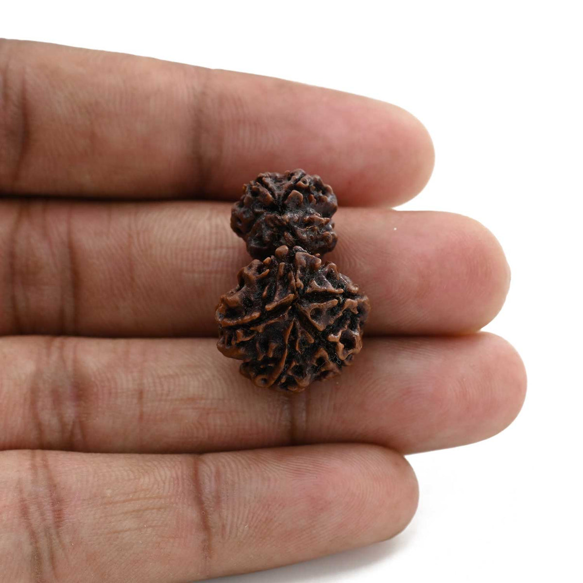 7 Mukhi Garbh Gauri Rudraksha (Nepal) 26.16 M.M.