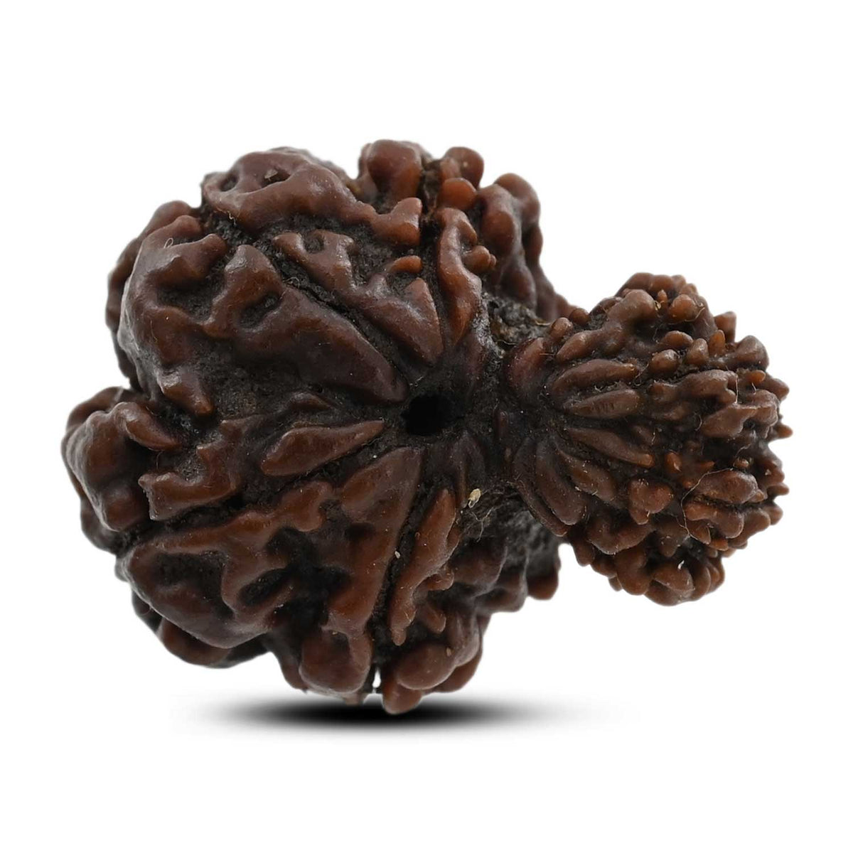 8 Mukhi Garbh Gauri Rudraksha (Nepal) 24.4 M.M.