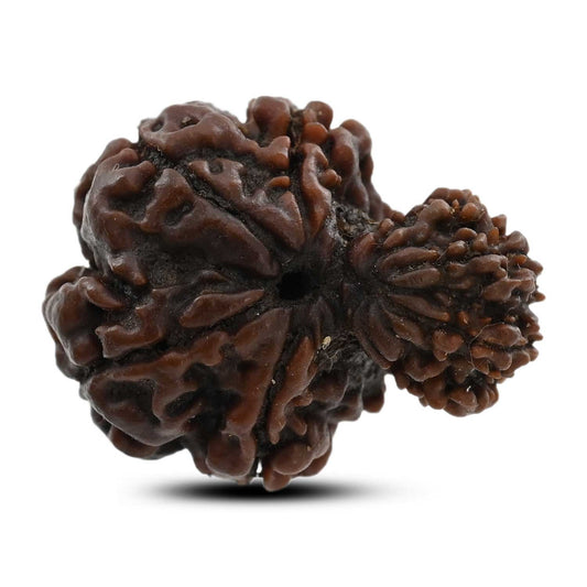 8 Mukhi Garbh Gauri Rudraksha (Nepal) 24.4 M.M.