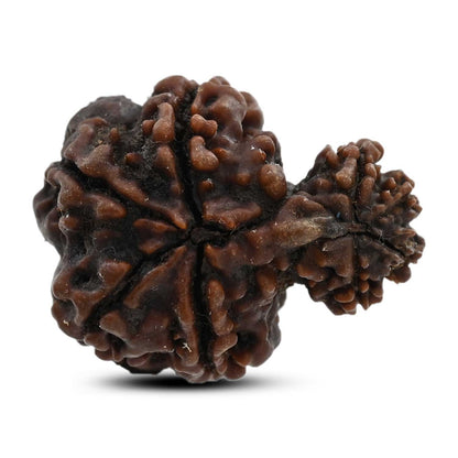 8 Mukhi Garbh Gauri Rudraksha (Nepal) 24.4 M.M.