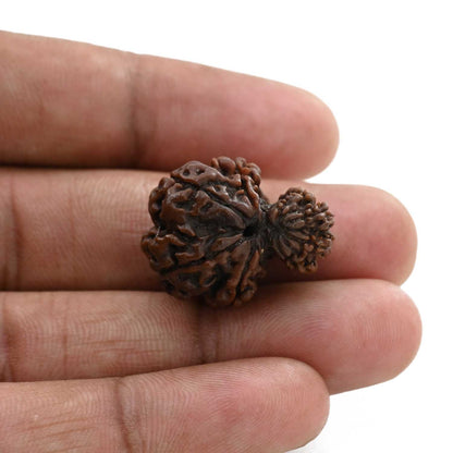 8 Mukhi Garbh Gauri Rudraksha (Nepal) 24.4 M.M.