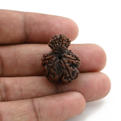 8 Mukhi Garbh Gauri Rudraksha (Nepal) 24.4 M.M.