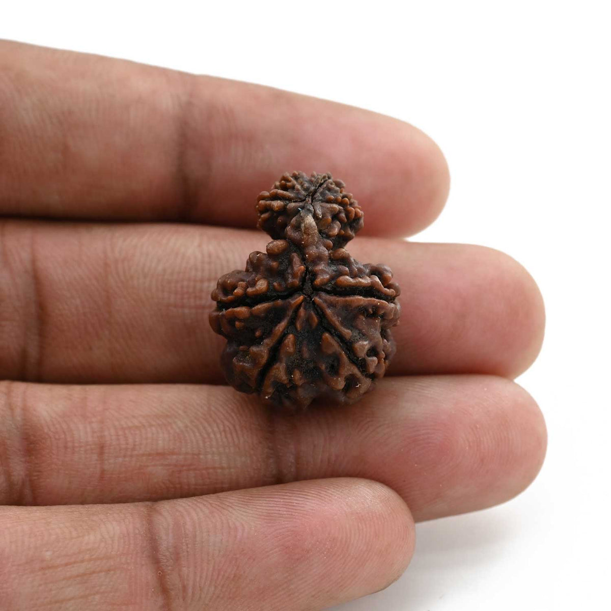 8 Mukhi Garbh Gauri Rudraksha (Nepal) 24.4 M.M.