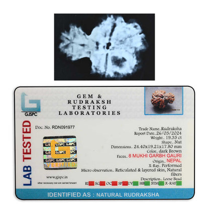 8 Mukhi Garbh Gauri Rudraksha (Nepal) 24.4 M.M.