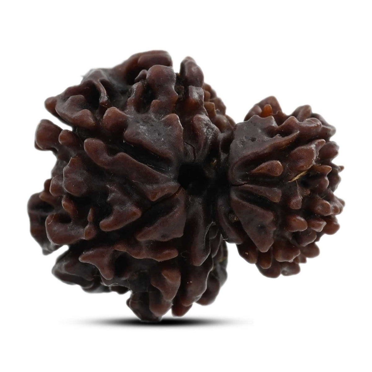 8 Mukhi Garbh Gauri Rudraksha (Nepal) 23.17 M.M.