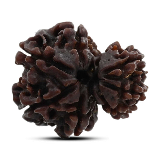 8 Mukhi Garbh Gauri Rudraksha (Nepal) 23.17 M.M.