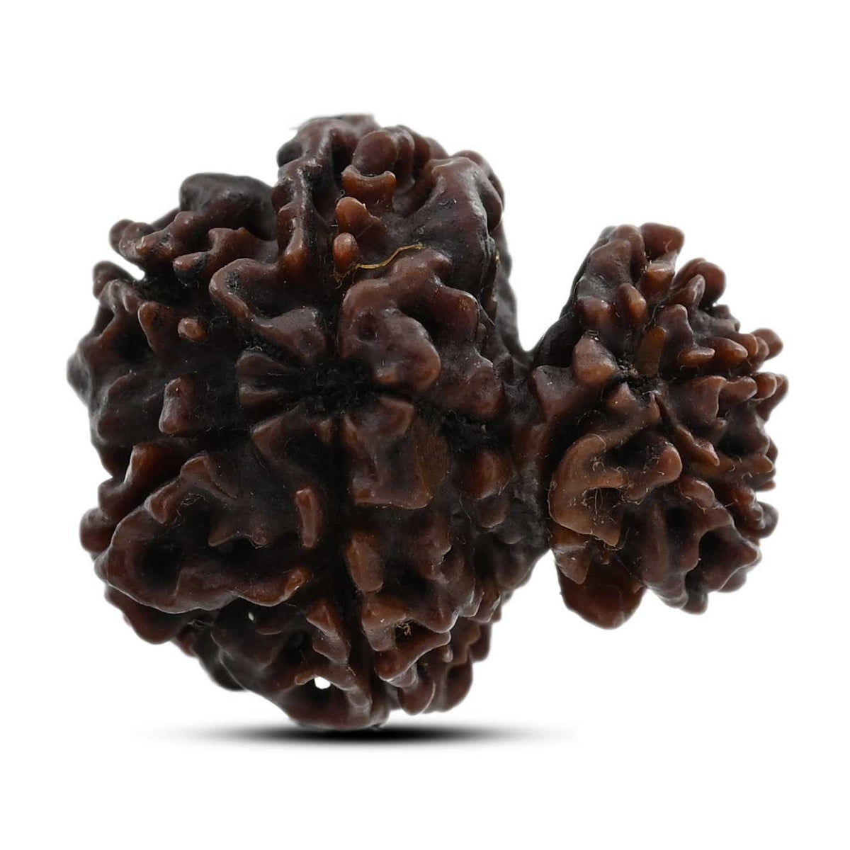 8 Mukhi Garbh Gauri Rudraksha (Nepal) 23.17 M.M.