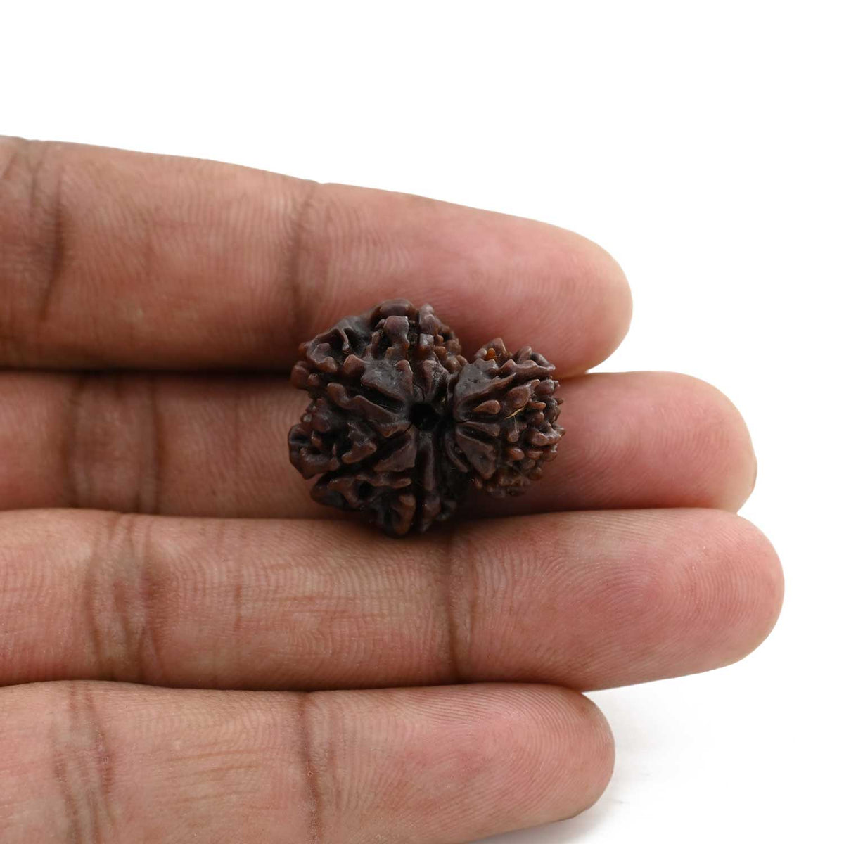 8 Mukhi Garbh Gauri Rudraksha (Nepal) 23.17 M.M.