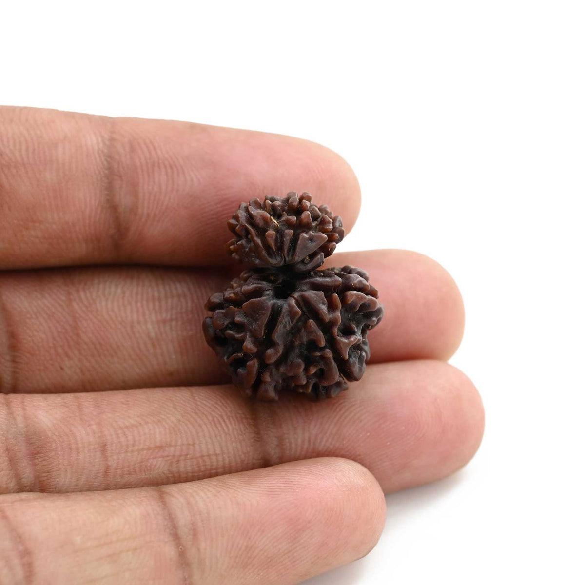 8 Mukhi Garbh Gauri Rudraksha (Nepal) 23.17 M.M.