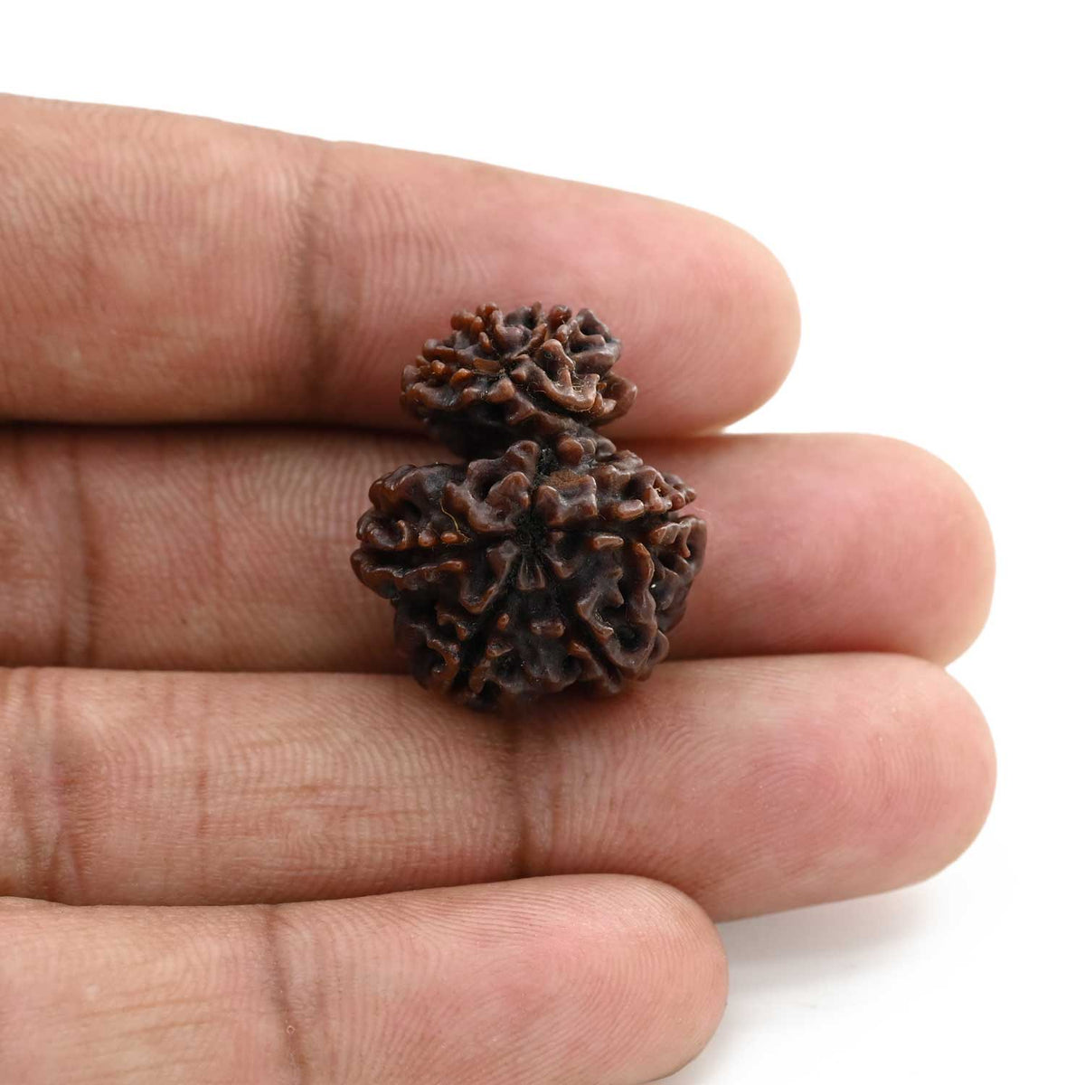 8 Mukhi Garbh Gauri Rudraksha (Nepal) 23.17 M.M.