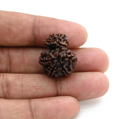 8 Mukhi Garbh Gauri Rudraksha (Nepal) 23.17 M.M.