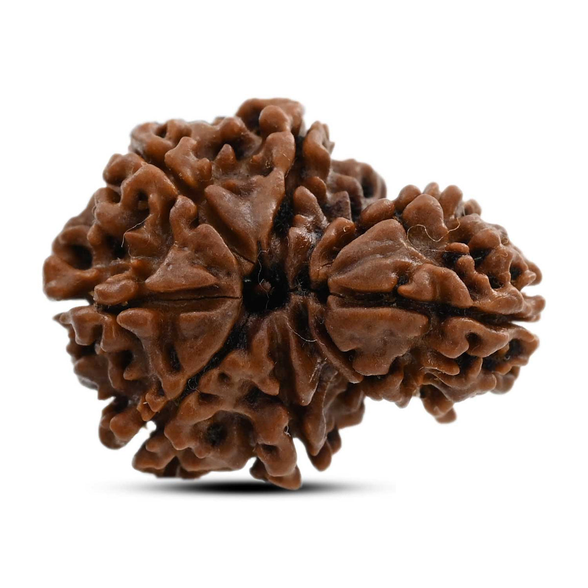8 Mukhi Garbh Gauri Rudraksha (Nepal) 24.5 M.M.