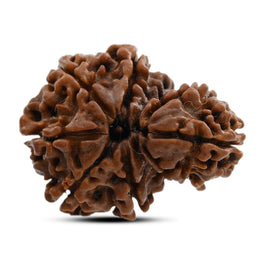 8 Mukhi Garbh Gauri Rudraksha (Nepal) 24.5 M.M.