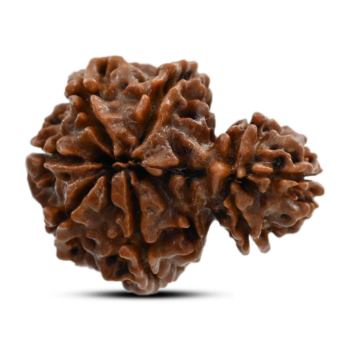 8 Mukhi Garbh Gauri Rudraksha (Nepal) 24.5 M.M.