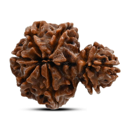 8 Mukhi Garbh Gauri Rudraksha (Nepal) 24.5 M.M.