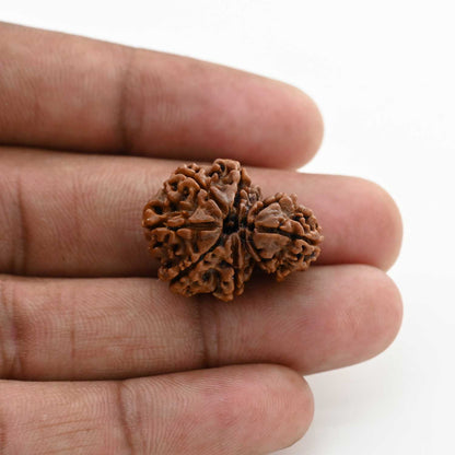8 Mukhi Garbh Gauri Rudraksha (Nepal) 24.5 M.M.