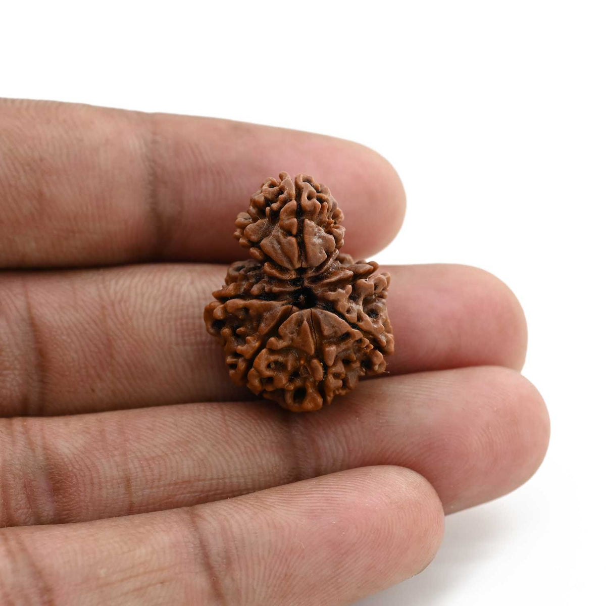 8 Mukhi Garbh Gauri Rudraksha (Nepal) 24.5 M.M.