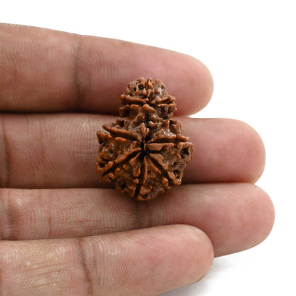 8 Mukhi Garbh Gauri Rudraksha (Nepal) 24.5 M.M.
