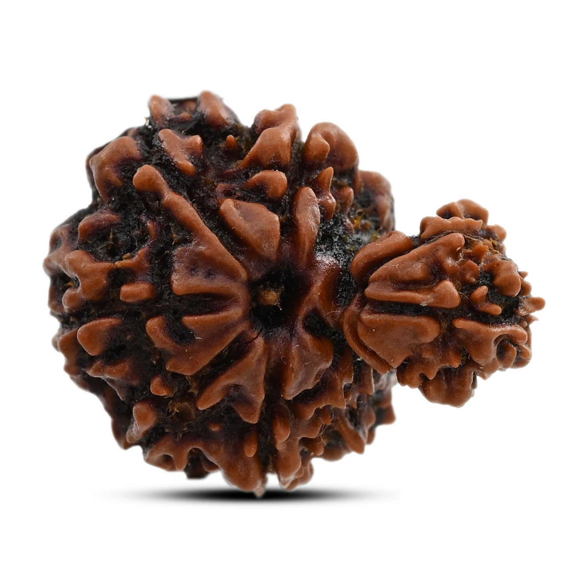 9 Mukhi Garbh Gauri Rudraksha (Nepal) 20.2 M.M.