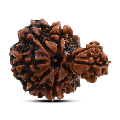 9 Mukhi Garbh Gauri Rudraksha (Nepal) 20.2 M.M.