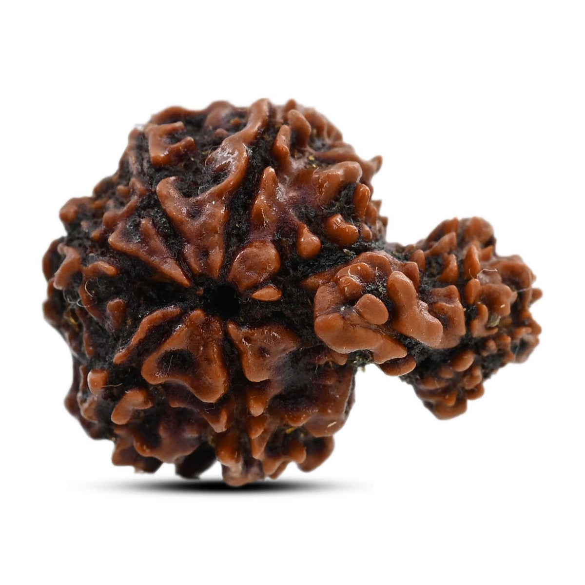 9 Mukhi Garbh Gauri Rudraksha (Nepal) 20.2 M.M.