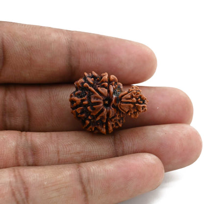 9 Mukhi Garbh Gauri Rudraksha (Nepal) 20.2 M.M.