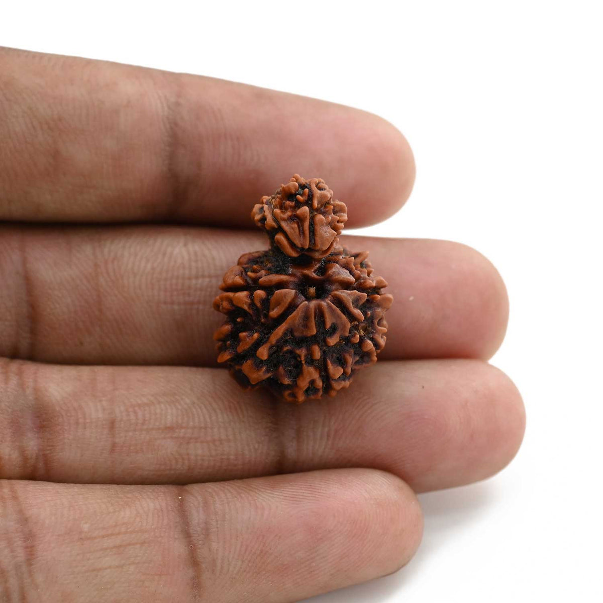 9 Mukhi Garbh Gauri Rudraksha (Nepal) 20.2 M.M.