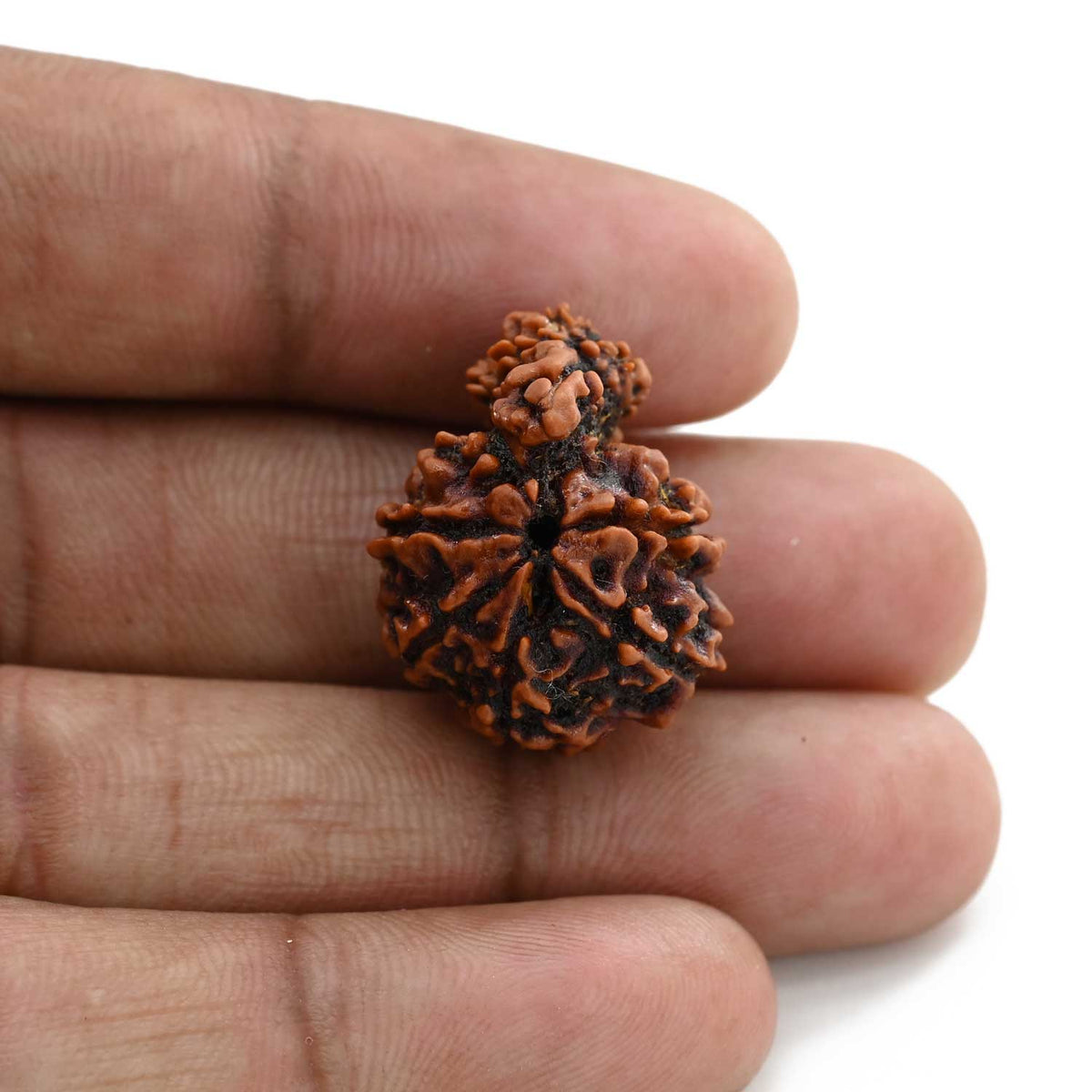 9 Mukhi Garbh Gauri Rudraksha (Nepal) 20.2 M.M.