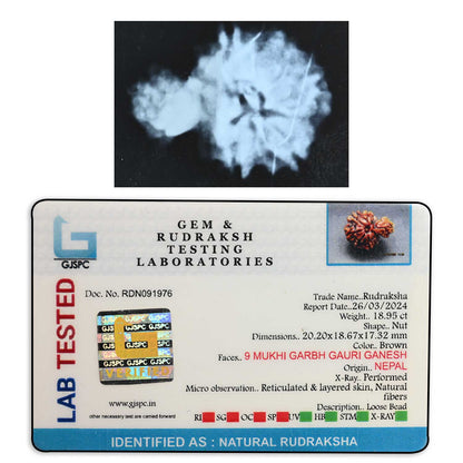 9 Mukhi Garbh Gauri Rudraksha (Nepal) 20.2 M.M.