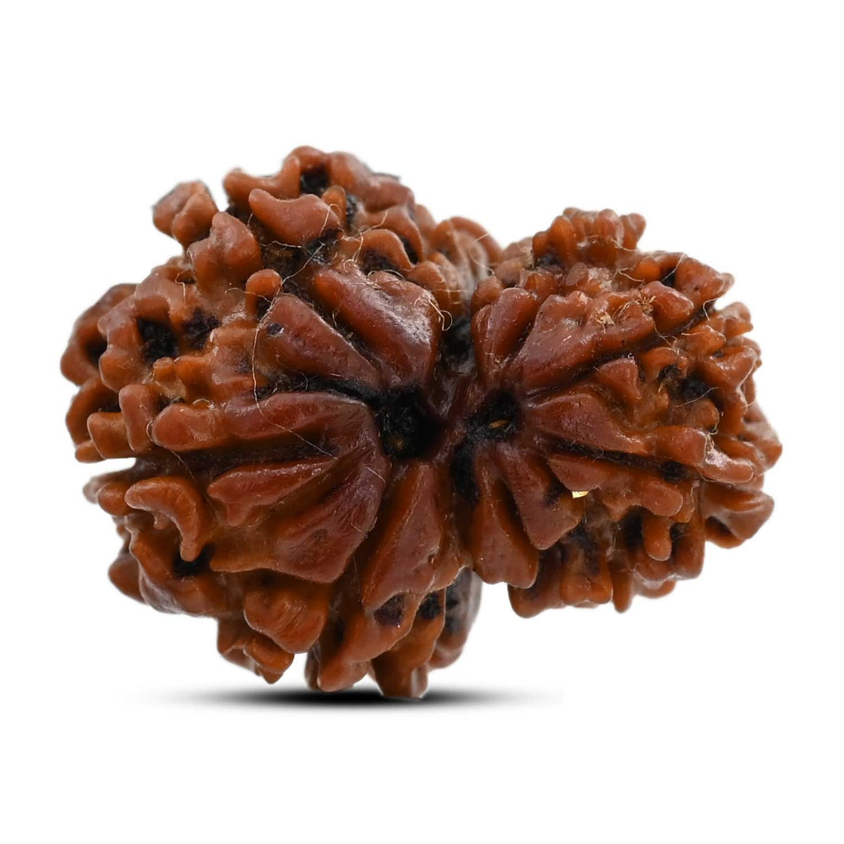 9 Mukhi Garbh Gauri Rudraksha (Nepal) 21.85 M.M.