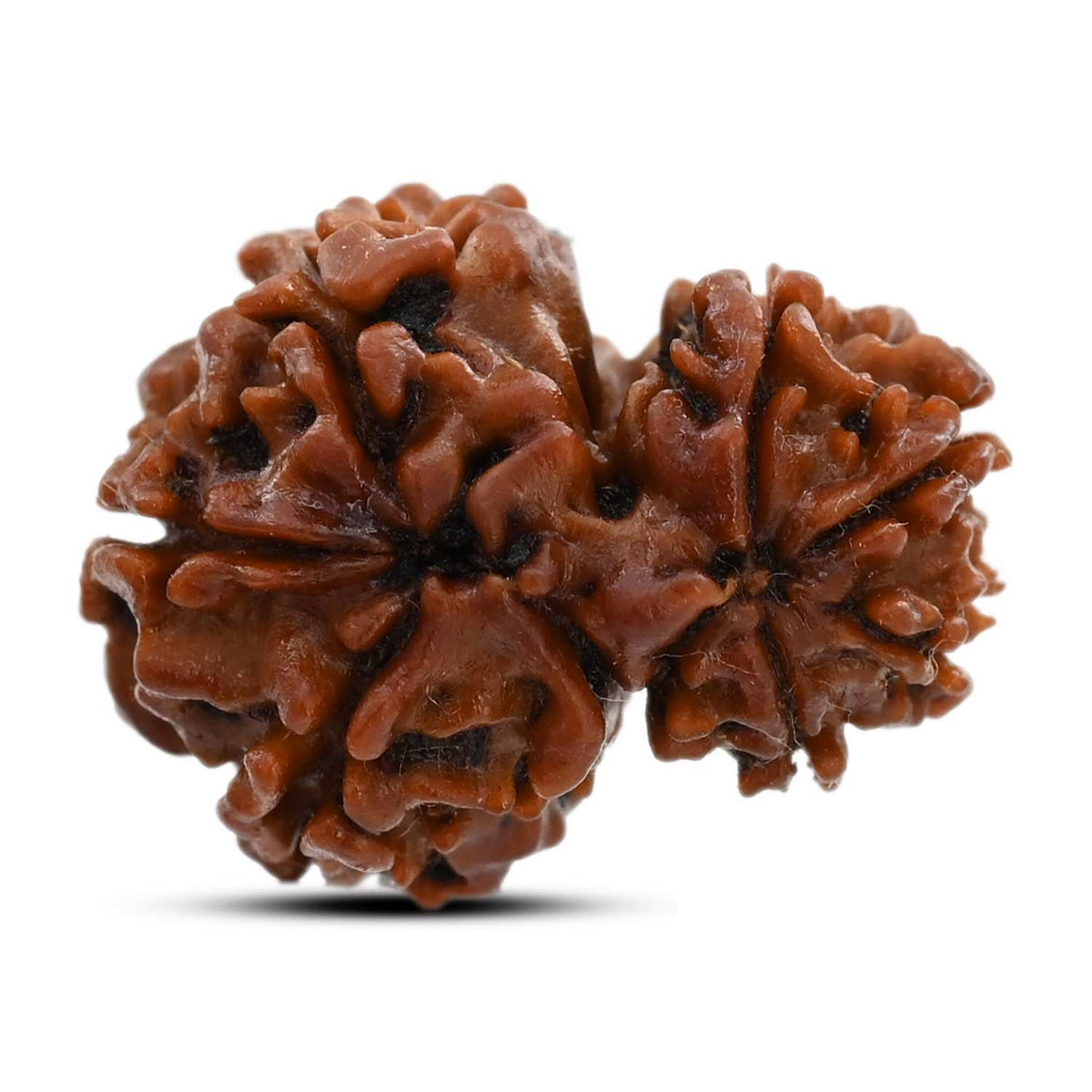9 Mukhi Garbh Gauri Rudraksha (Nepal) 21.85 M.M.