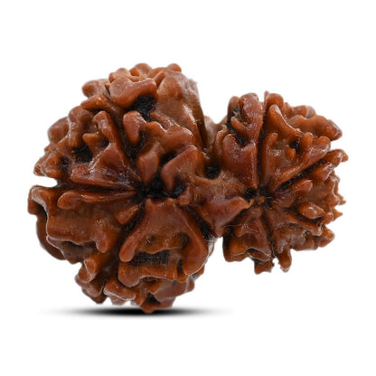 9 Mukhi Garbh Gauri Rudraksha (Nepal) 21.85 M.M.