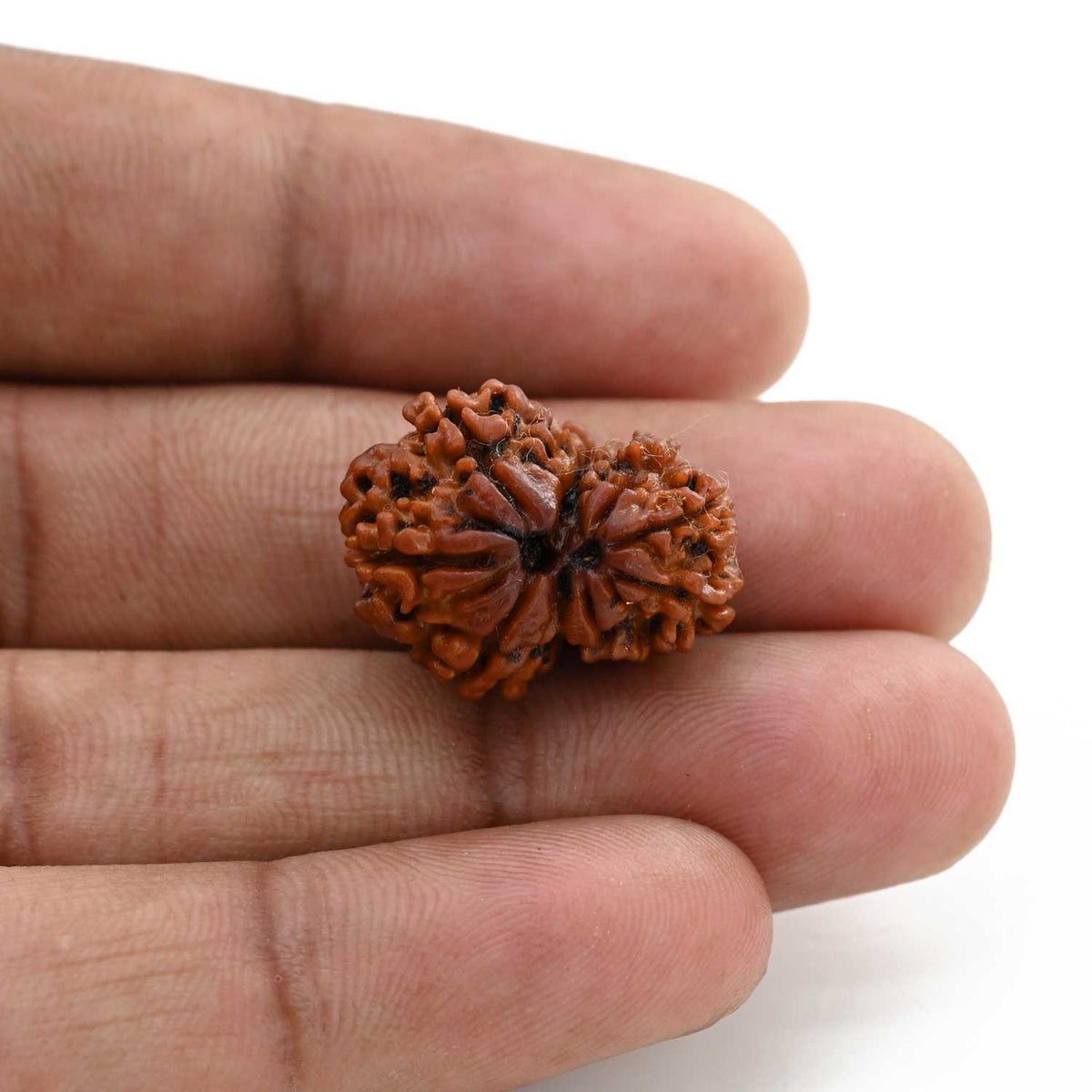 9 Mukhi Garbh Gauri Rudraksha (Nepal) 21.85 M.M.