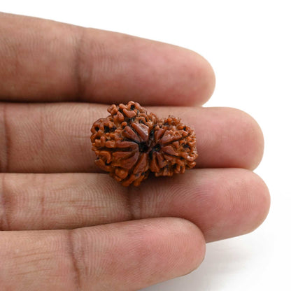 9 Mukhi Garbh Gauri Rudraksha (Nepal) 21.85 M.M.