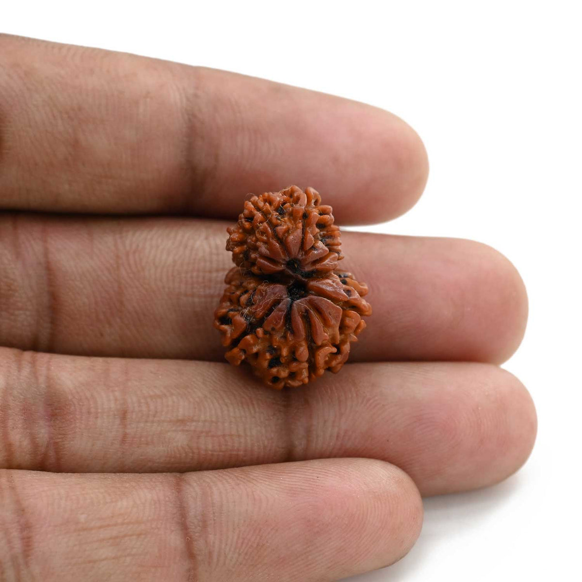 9 Mukhi Garbh Gauri Rudraksha (Nepal) 21.85 M.M.