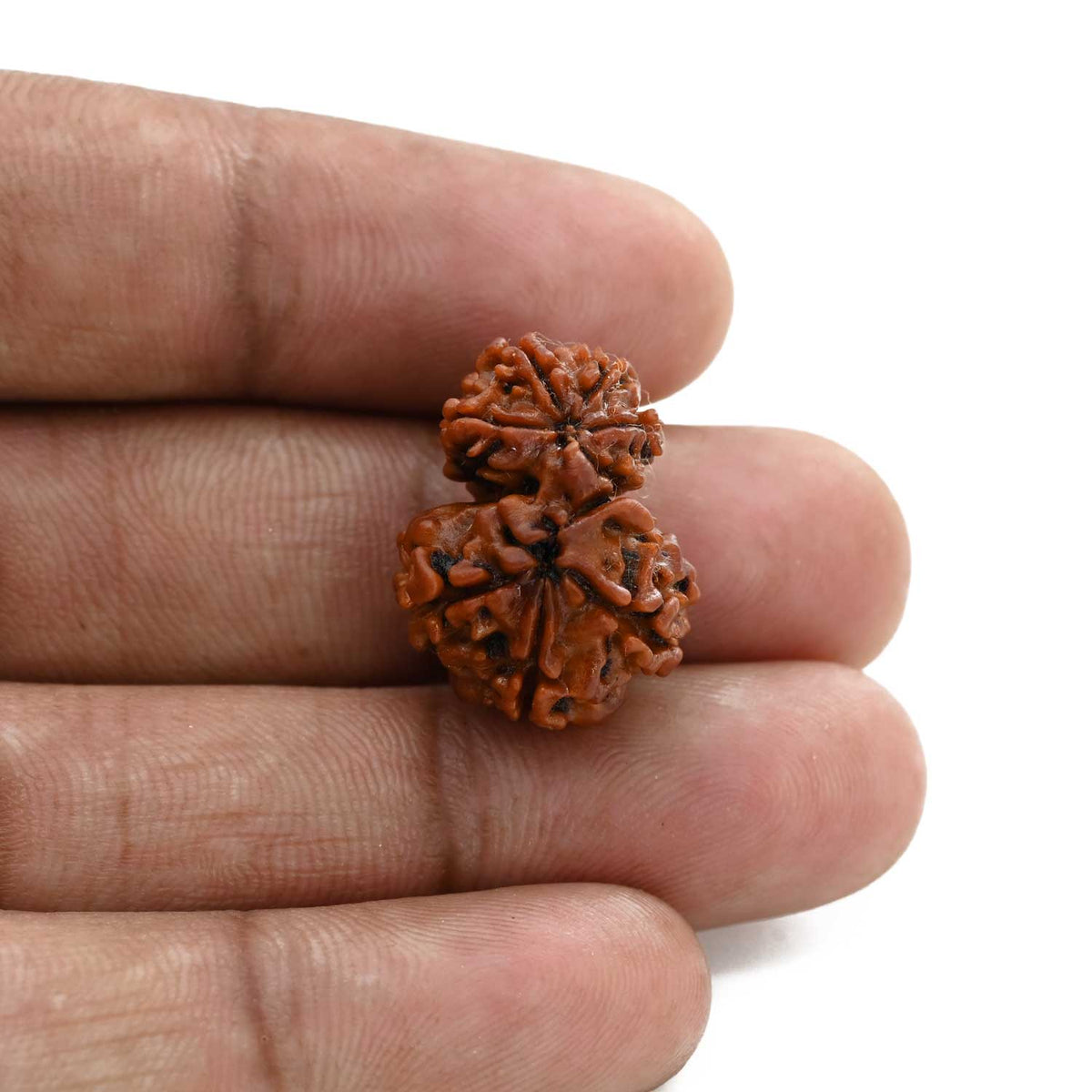 9 Mukhi Garbh Gauri Rudraksha (Nepal) 21.85 M.M.